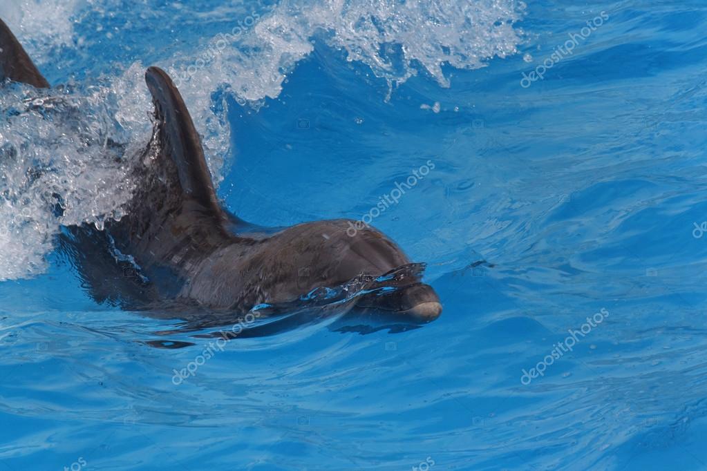 Dauphins Dans Le Dauphin De L Australie Et De La Mer Photographie Romantiche C Dauphins Dans Le Dauphin De L Australie Et De La Mer Photographie Romantiche C