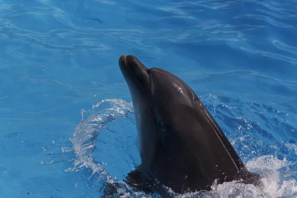 Delfin i blått vatten — Stockfoto