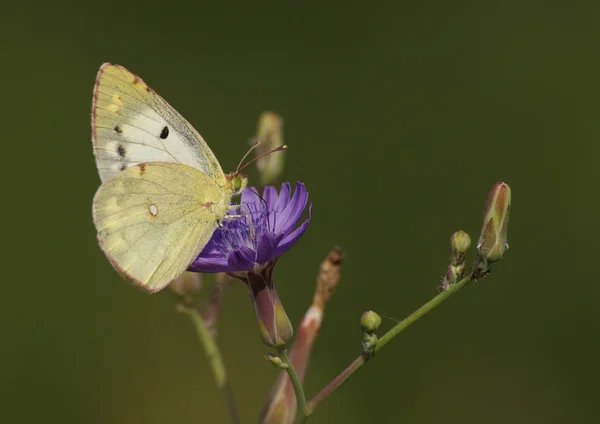 Borboleta de enxofre amarelo — Fotografia de Stock