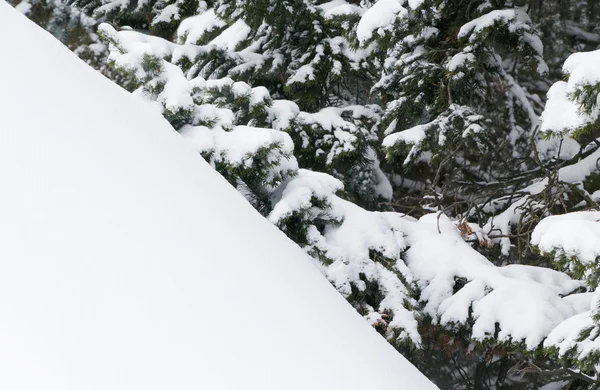 Arbres dans le parc en hiver — Photo