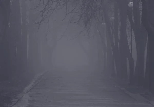 foggy path in park