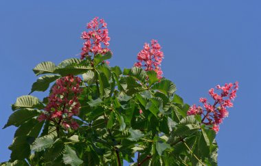 pembe çiçeği ile kestane ağacı