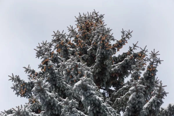 Perto da árvore de abeto azul no inverno — Fotografia de Stock