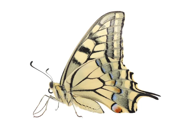 Papilio Machaon butterfly — Stock Photo, Image
