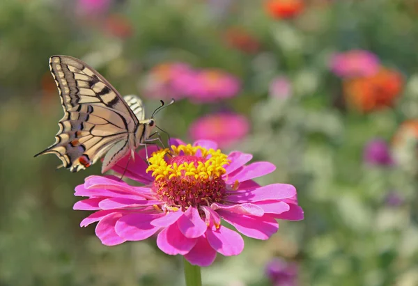 Mariposa sentada en flor en el jardín — Foto de Stock