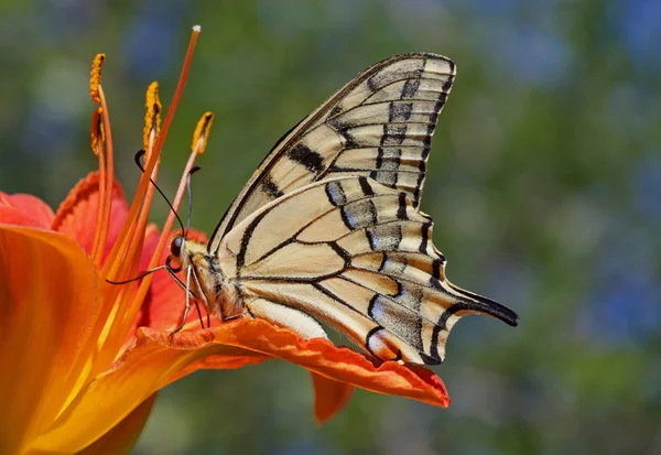 Papilio machaon papillon — Photo