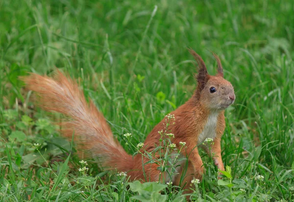 Squirrel in green grass — Stock Photo, Image