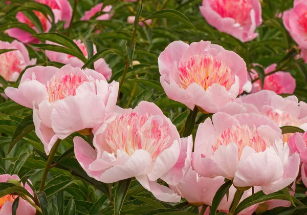 Flores de peônia rosa — Fotografia de Stock