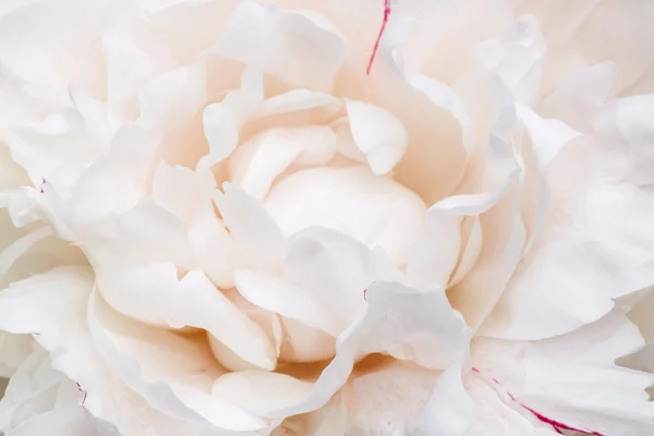 Fleur pivoine blanche — Photo