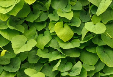 Sarmaşık duvar Bahçe