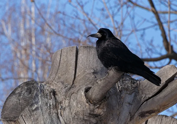 Corbeau noir sur souche d'arbre — Photo