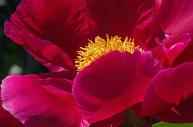 vinous Şakayık yakın çekim