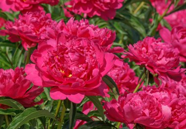 pembe peonies Bahçe
