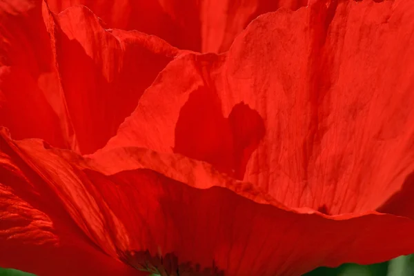 Calla lily bloem close-up — Stockfoto