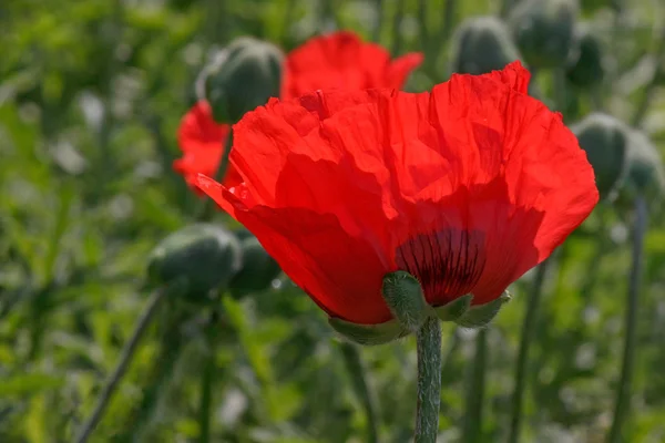 Close up van papaver — Stockfoto