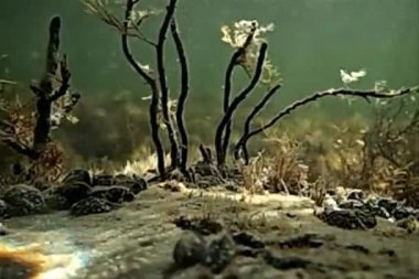 Siyah seabeds üzerinde güneş ışınları