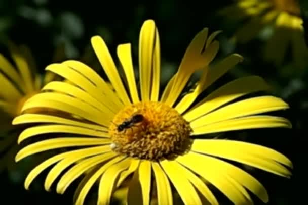 Biene fliegt aus der Blüte — Stockvideo