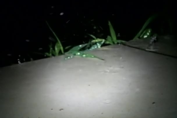 Gece yağmur spot ışık — Stok video