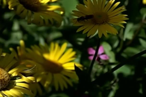 Wespe auf Blume — Stockvideo