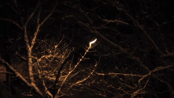 Vista Neve Luzes Lâmpada Lanterna Solitária Parque — Vídeo de Stock