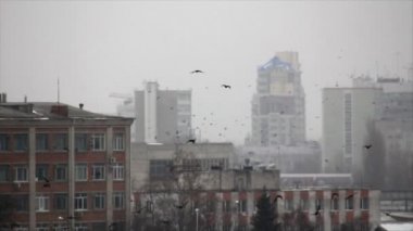 Siyah kargalar uçuş terkedilmiş kasaba binalar arasında