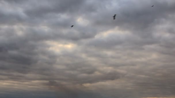 Вороны летят в небе — стоковое видео