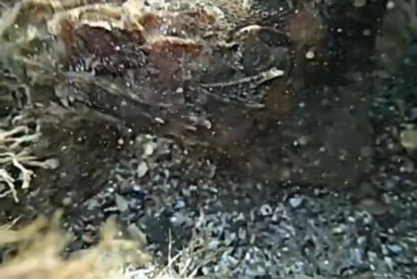 Onderwater Golf in stenen zeebodem — Stockvideo