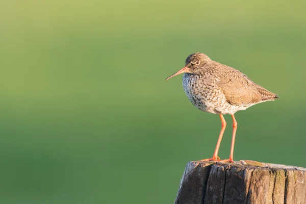 Kutup ortak Redshank — Stok fotoğraf