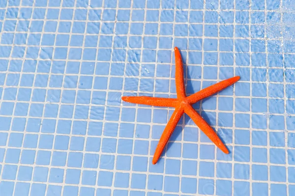 Starfish in swimming pool — Stock Photo, Image