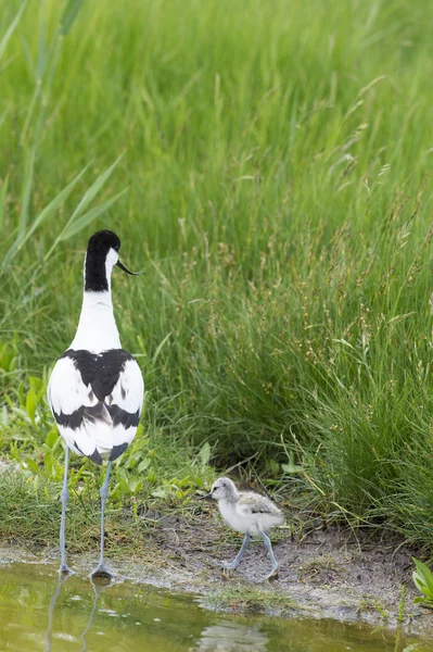 Pied Avocets avec bébé poussin — Photo