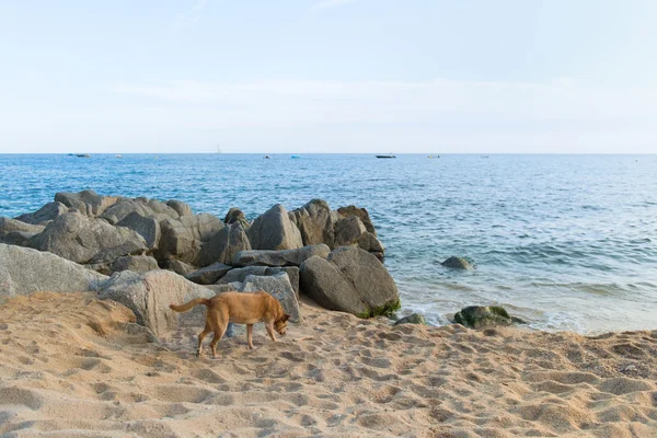 Cane in spiaggia — Foto Stock