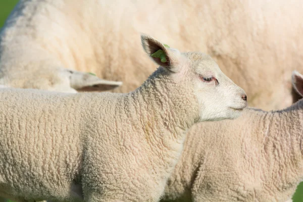 Lam in het voorjaar van — Stockfoto