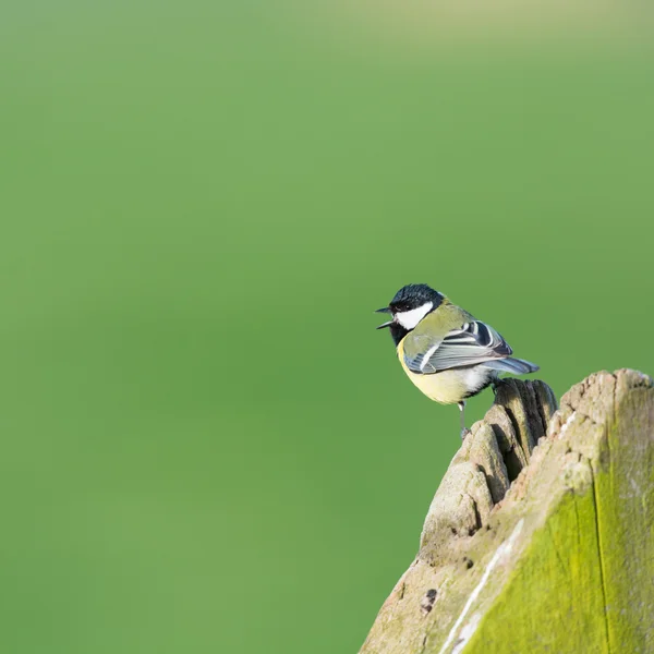 Semente de papoula em azul — Fotografia de Stock