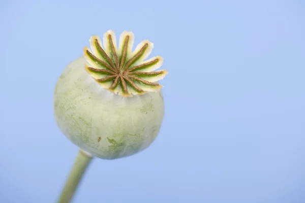 Poppy seed on blue — Stock Photo, Image