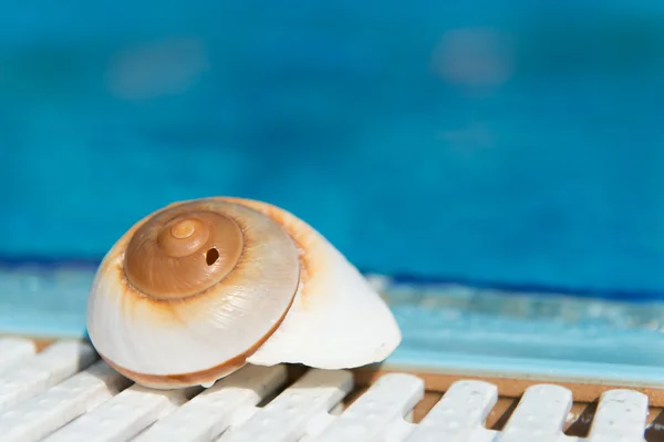 Shell in piscina — Foto Stock