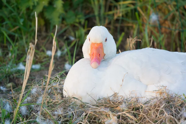 Bílá husa na hnízdě — Stock fotografie