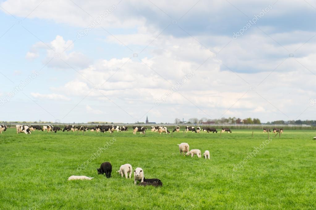Grazing sheep and cows in meadow