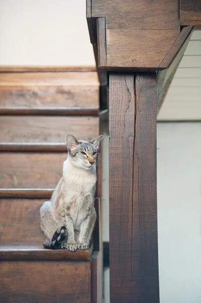 Gato siamês em escadaria de madeira — Fotografia de Stock