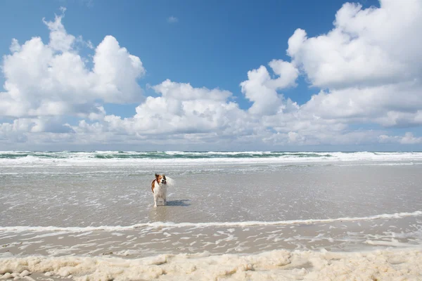 Hond in de zee — Stockfoto