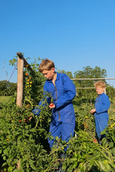 Ferme Récolte des garçons dans le potager — Photo