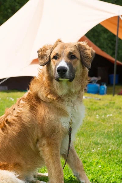 Dog at campsite — Stock Photo, Image