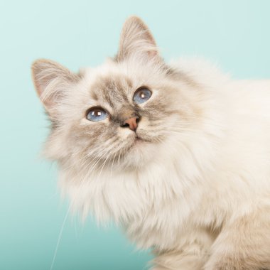 Mavi üzerindeki Birman kedisi