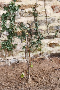 Genç kivi bitki
