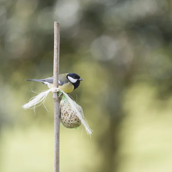 Kohlmeise mit Futter — Stockfoto