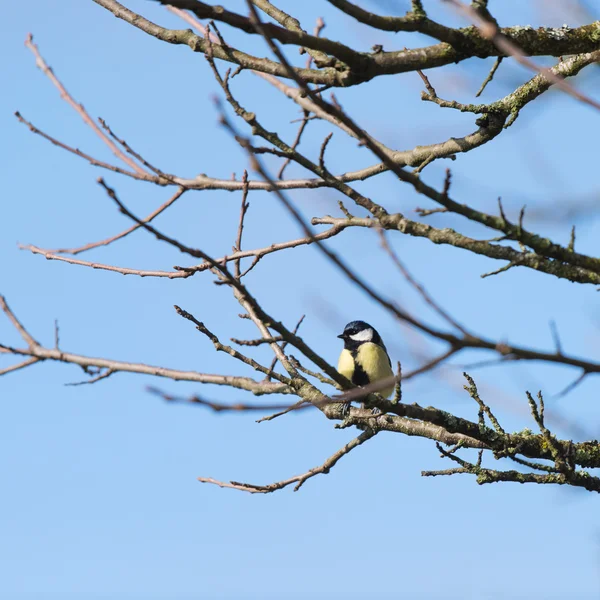 Great tit in tree — Φωτογραφία Αρχείου