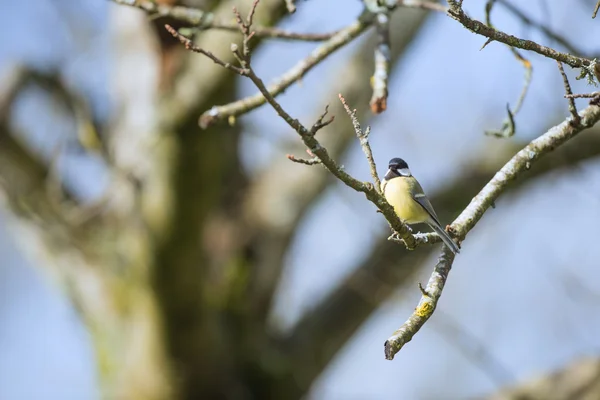 Grande tetta in albero — Foto Stock