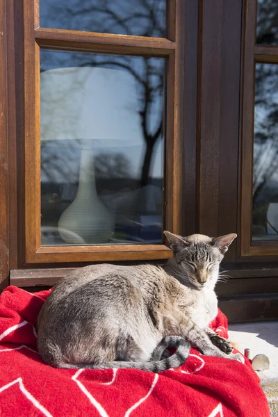 Kočka venkovní slunci — Stock fotografie