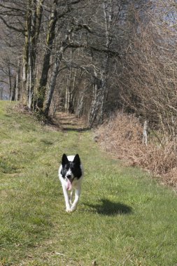 ormanda yürüyüş köpek