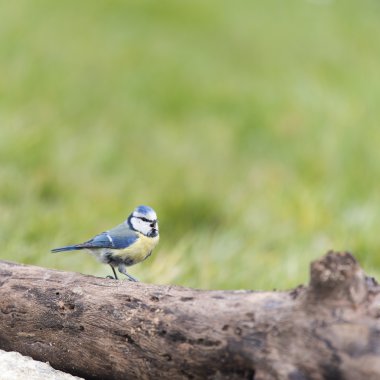 Sarı zemin ile modern tuvalet