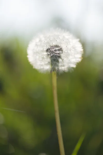 Graines de pissenlit dans l'herbe — Photo